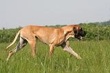 DOGUE ALLEMAND 529